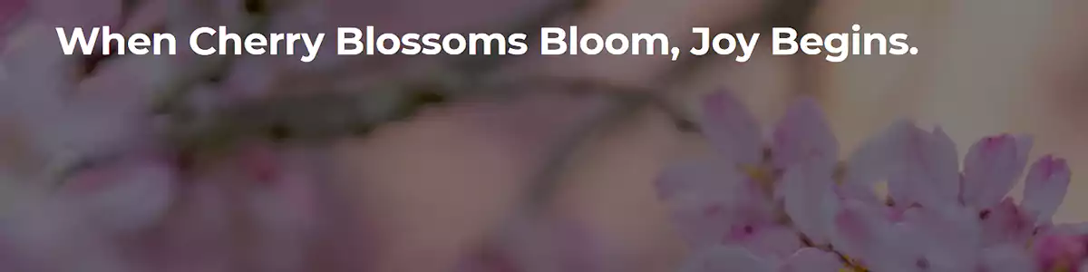 雅高活动:赏樱季日韩酒店最低可享7折优惠 雅高活动:赏樱季日韩酒店最低可享7折优惠