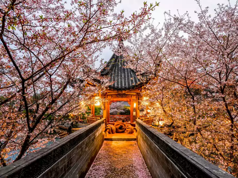 华灯初上,蓝调夜幕下的樱花,散发着梦幻而迷人的气息,浪漫至极 华灯初上,蓝调夜幕下的樱花,散发着梦幻而迷人的气息,浪漫至极