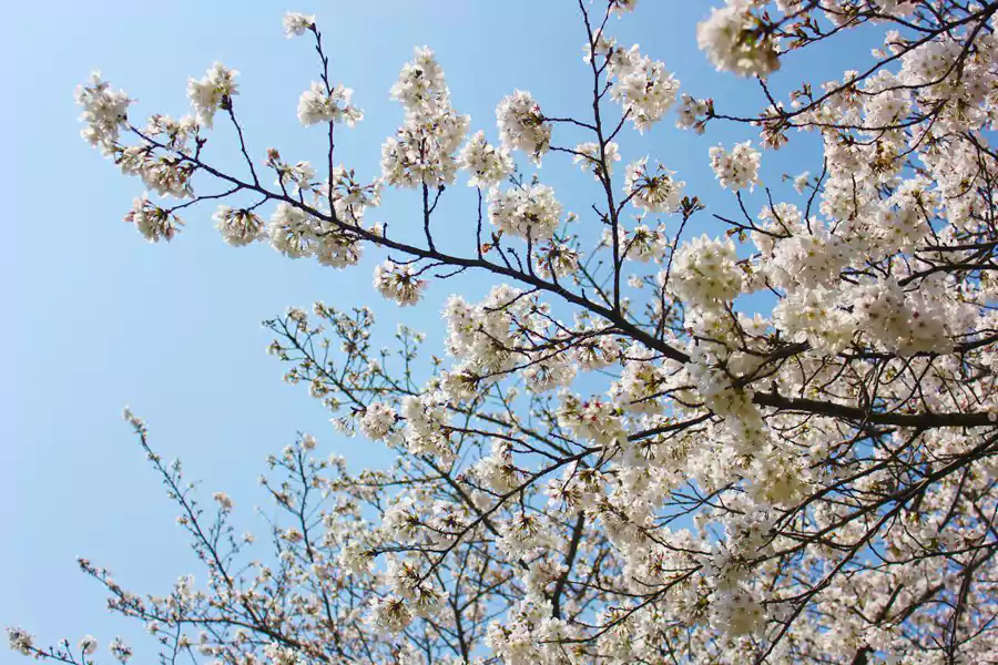 武汉晴川假日酒店坐拥长江江畔的私密樱花园 武汉晴川假日酒店坐拥长江江畔的私密樱花园