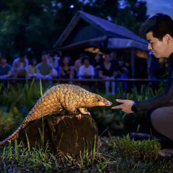 新加坡夜间野生动物园，精彩的夜间表演与有趣的互动体验
