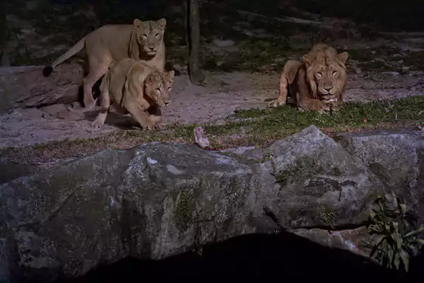 新加坡夜间野生动物园，踏上东站小径