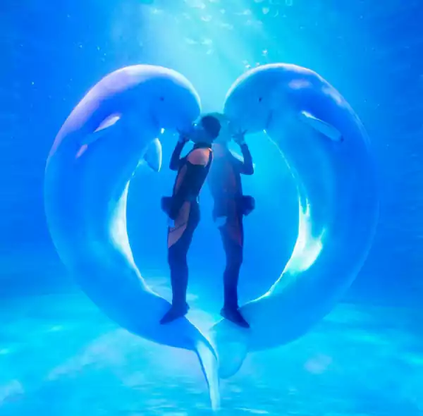 极地海洋馆:与白鲸共舞的奇幻时刻 极地海洋馆:与白鲸共舞的奇幻时刻