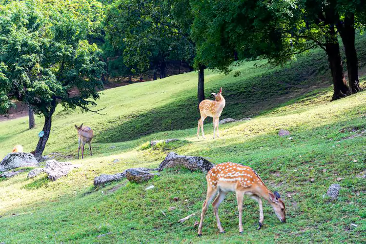伊春 - 林海中的 “25℃明珠” 伊春 - 林海中的 “25℃明珠”
