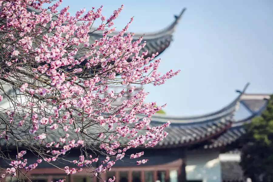 春日里,岸边红梅映着清波 春日里,岸边红梅映着清波