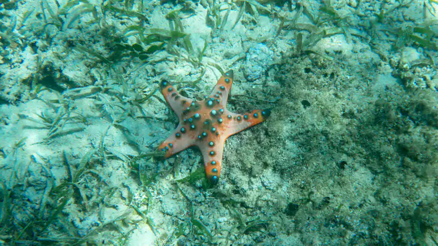 戴上浮潜装备潜入海中 戴上浮潜装备潜入海中