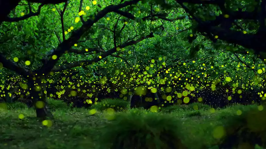 莫干山北野萤火虫景区 莫干山北野萤火虫景区