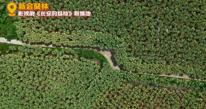 新会・南坦葵林 新会・南坦葵林