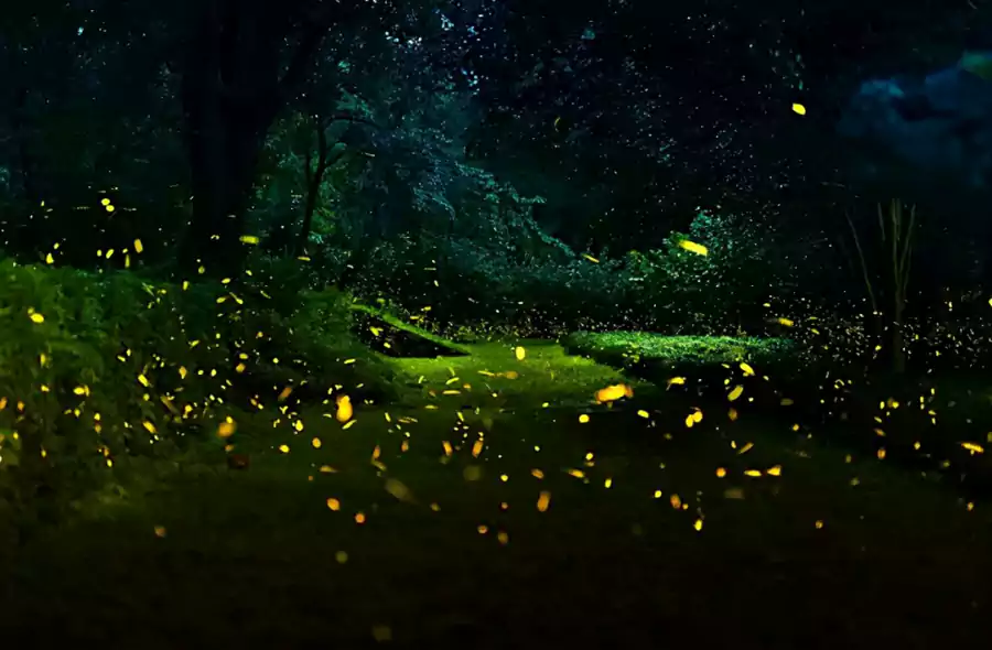 云南西双版纳热带植物园 - 雨林与星萤的浪漫露营 云南西双版纳热带植物园 - 雨林与星萤的浪漫露营