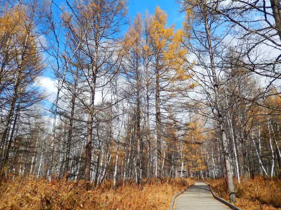 白桦林与雪松林 白桦林与雪松林