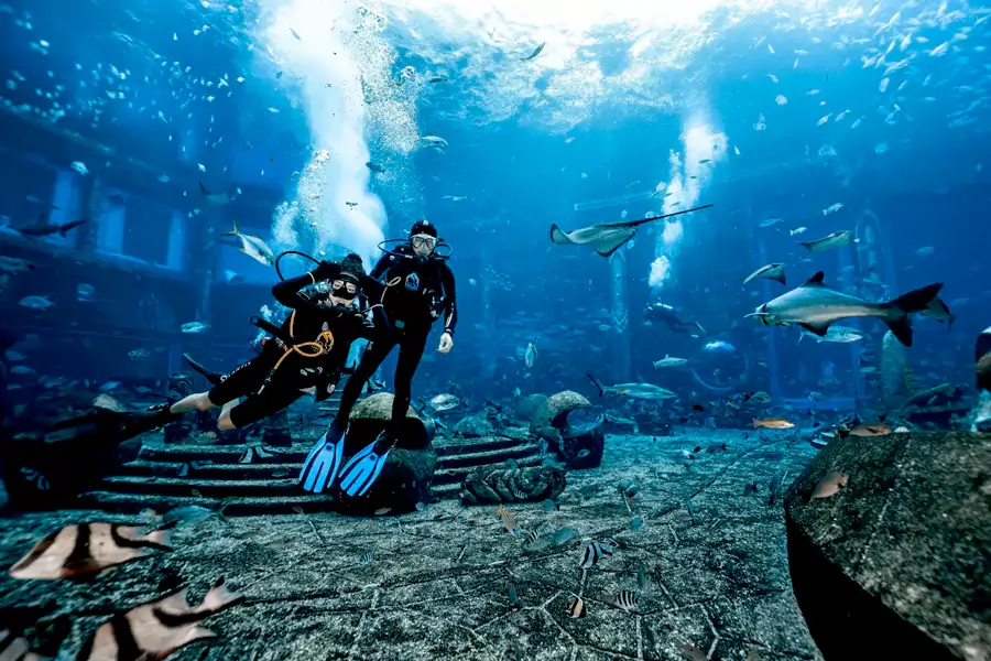 水族馆的每日表演 水族馆的每日表演