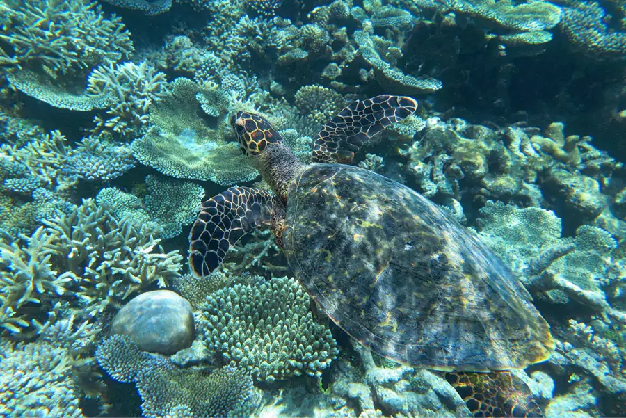 下水就是彩色珊瑚丛，鱼群围着你转