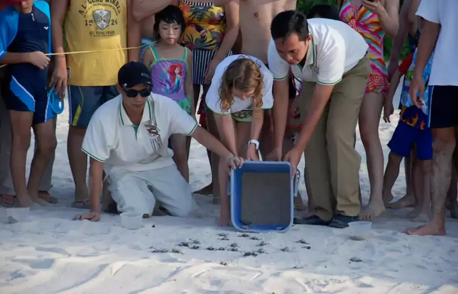 悦榕庄就一直在做海龟保育 悦榕庄就一直在做海龟保育