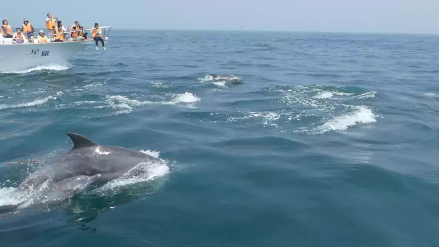 天草观光海豚游船