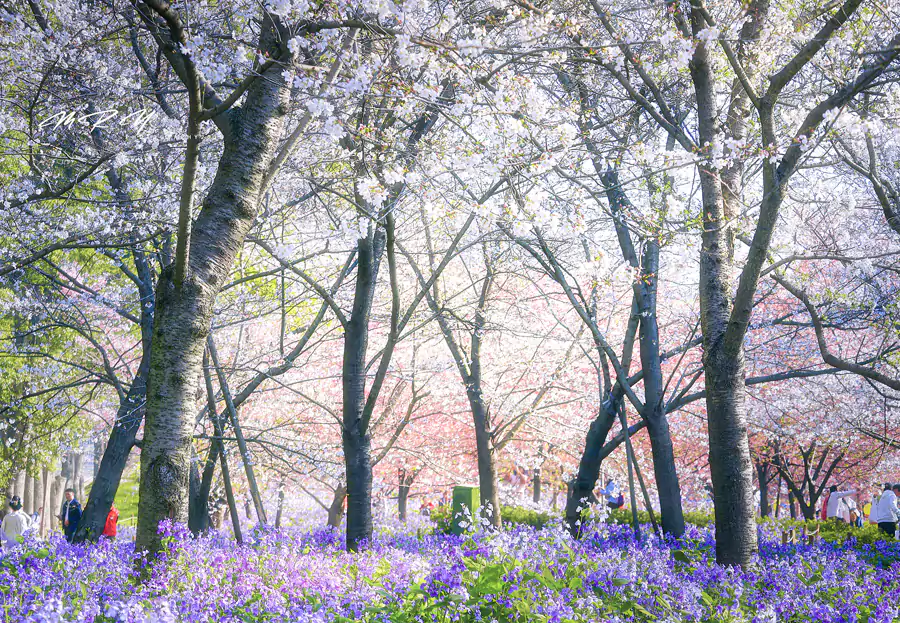 每年 3-4 月，粉色樱花沿着 3000 多米的东湖岸线铺开