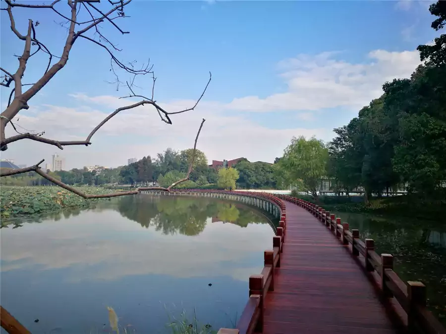 近 5 公里的木栈道蜿蜒穿过樱花园、桂园、竹海、海棠园