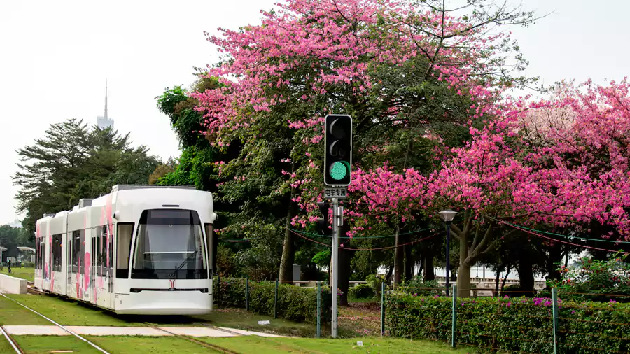 异木棉沿着轨道盛开 异木棉沿着轨道盛开