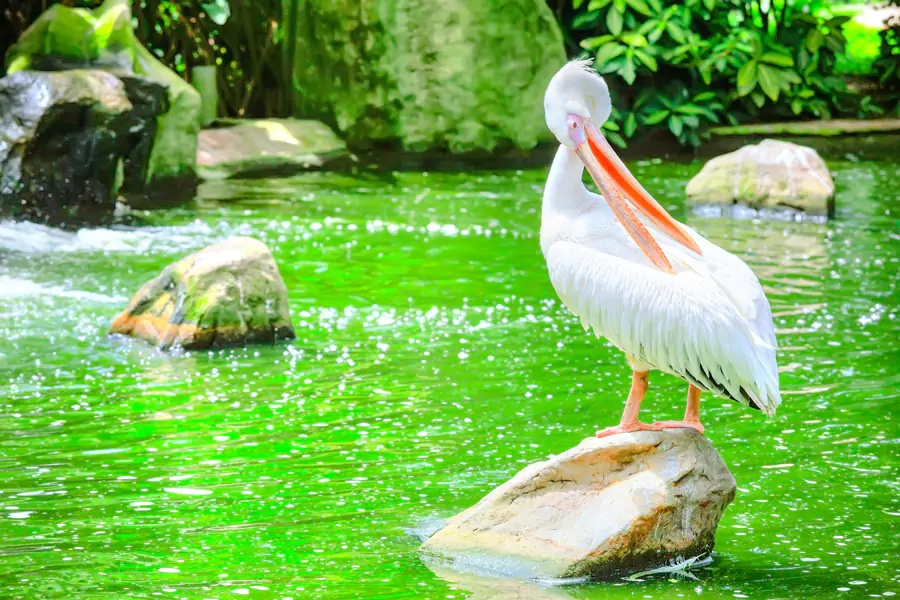 共 3000 只鸟儿没有被关在传统的笼子里,而是在仿照热带雨林打造的环境中自在生活 共 3000 只鸟儿没有被关在传统的笼子里,而是在仿照热带雨林打造的环境中自在生活