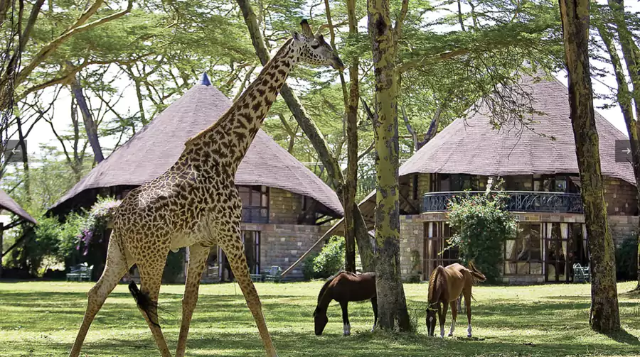 看见长颈鹿正伸长脖子,隔着玻璃好奇地打量你 看见长颈鹿正伸长脖子,隔着玻璃好奇地打量你