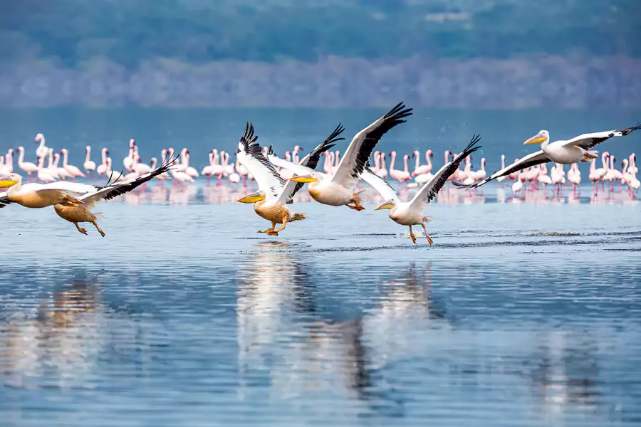 奈瓦沙湖 奈瓦沙湖