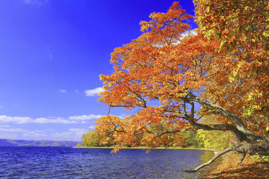 北海道赏枫 - 支笏湖 北海道赏枫 - 支笏湖