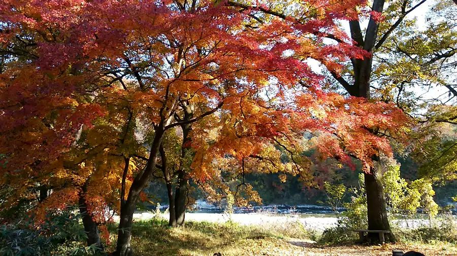 月之石红叶公园 (月の石もみじ公園-秋季可去）