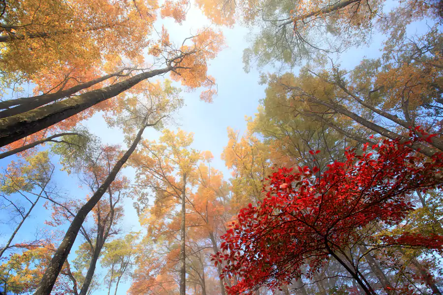 米仓山景区 米仓山景区