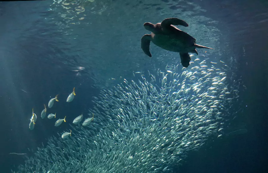 美国蒙特雷湾水族馆 美国蒙特雷湾水族馆