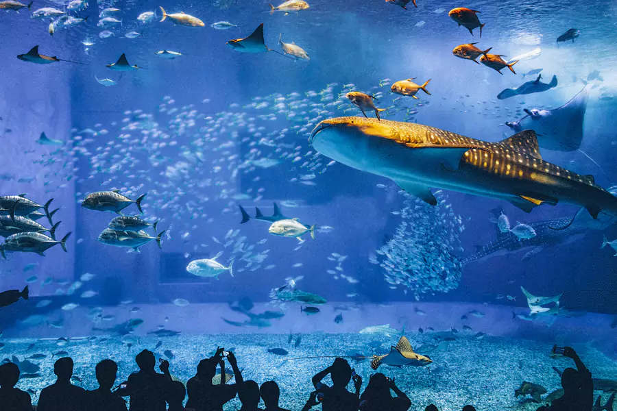 冲绳美丽海水族馆 冲绳美丽海水族馆