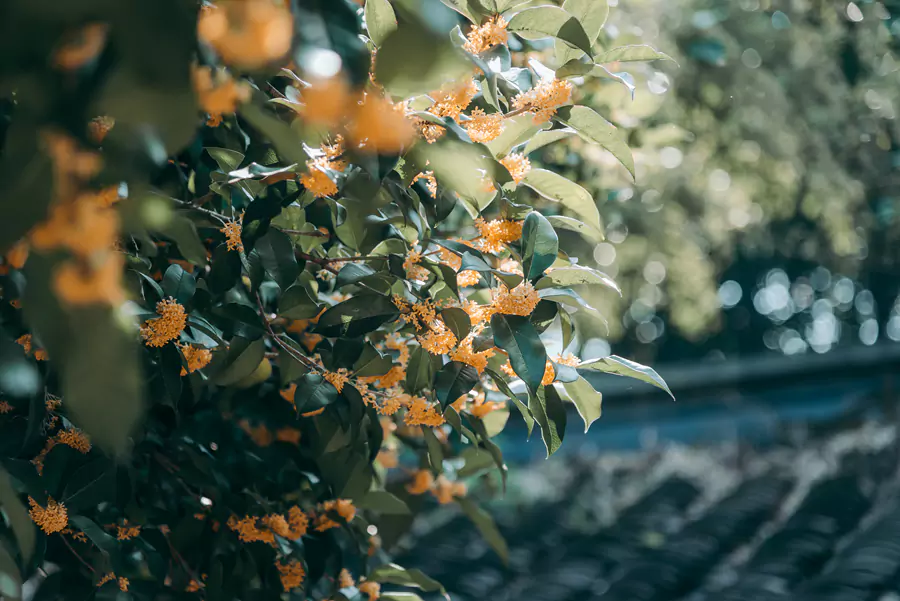 咸宁・桂花源 咸宁・桂花源