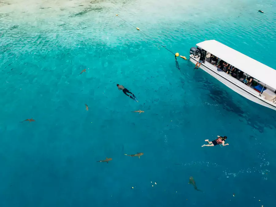 你可以是潜水员,探索珊瑚礁的秘密 你可以是潜水员,探索珊瑚礁的秘密