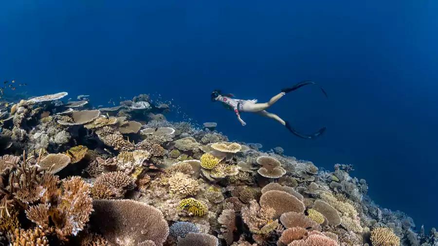 马尔代夫哈达哈岛柏悦度假村的水下世界堪称现实版《海底总动员》 马尔代夫哈达哈岛柏悦度假村的水下世界堪称现实版《海底总动员》
