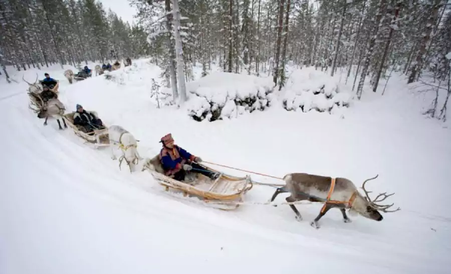 乘坐驯鹿雪橇 乘坐驯鹿雪橇