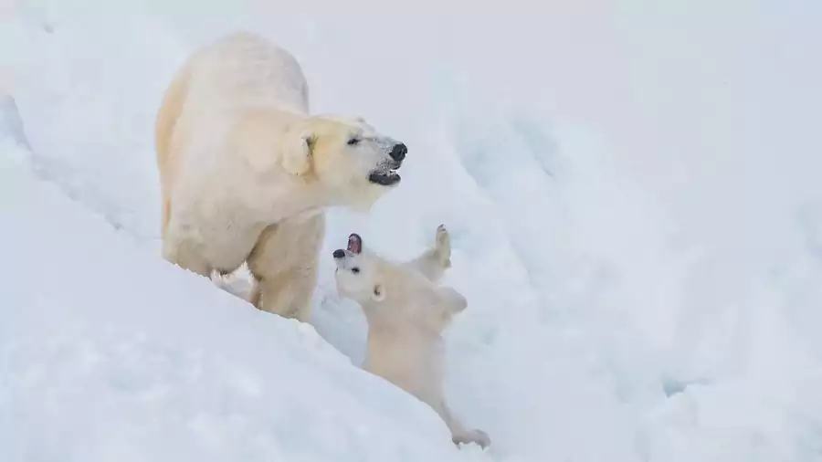 阿努阿野生动物园 阿努阿野生动物园
