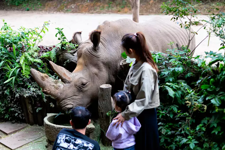 在动物观察员的指导下,还能给白犀牛做 SPA 在动物观察员的指导下,还能给白犀牛做 SPA