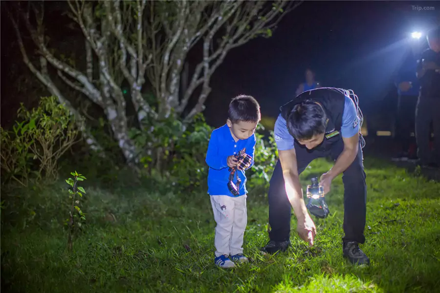 等到夜幕降临,跟着森林体验师走进 “萤火虫之森” 是必选项 等到夜幕降临,跟着森林体验师走进 “萤火虫之森” 是必选项