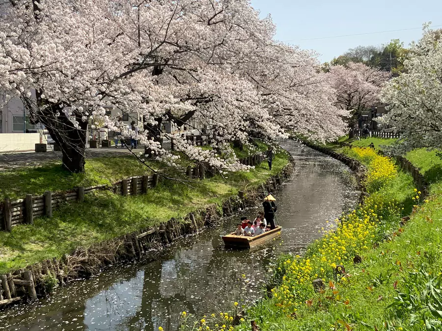 新河岸川（樱花季）
