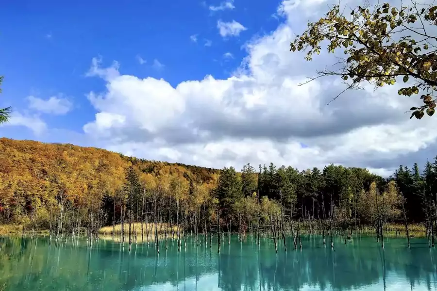 白金青池 白金青池