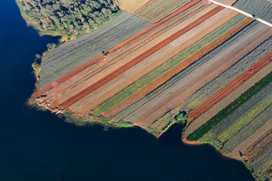 菠萝的海 菠萝的海