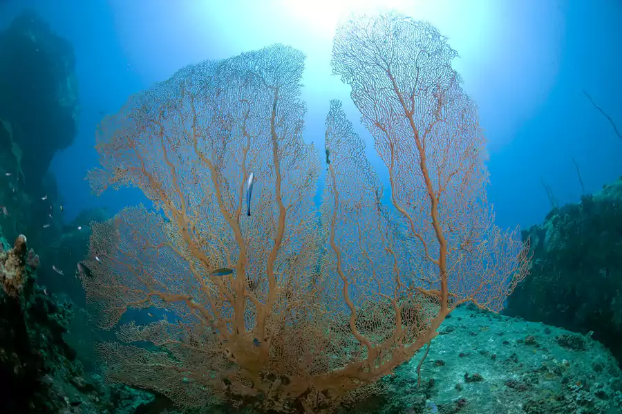 清澈的海水下,珊瑚礁五彩斑斓 清澈的海水下,珊瑚礁五彩斑斓