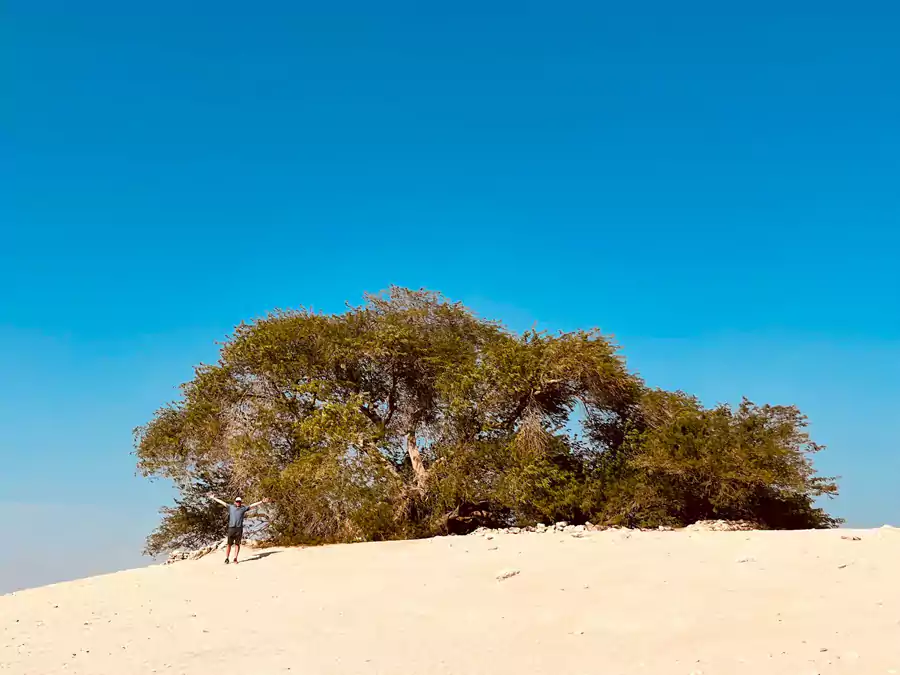 生命之树 生命之树