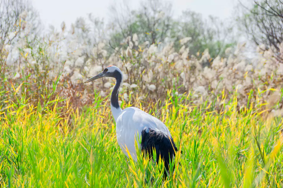 每年 4 月和 10 月,丹顶鹤、天鹅等候鸟在此停歇 每年 4 月和 10 月,丹顶鹤、天鹅等候鸟在此停歇