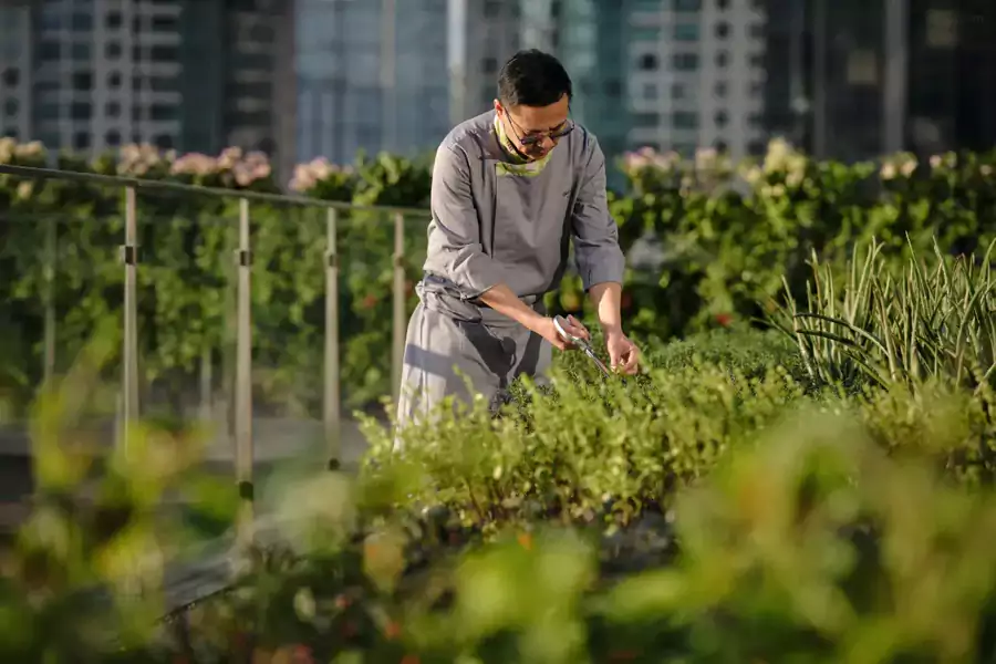5 层露台的有机花园,是它最特别的标签之一 5 层露台的有机花园,是它最特别的标签之一