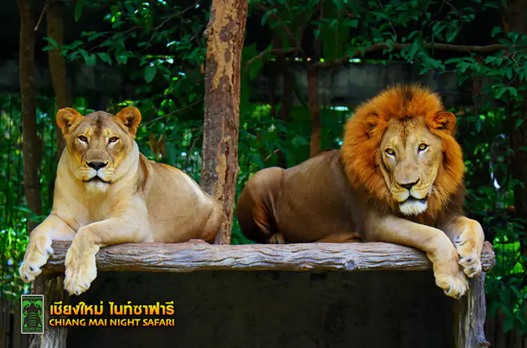 换乘全铁丝网封闭的电车进入食肉动物区 换乘全铁丝网封闭的电车进入食肉动物区