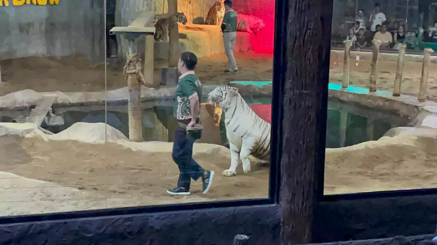 猛兽表演 猛兽表演