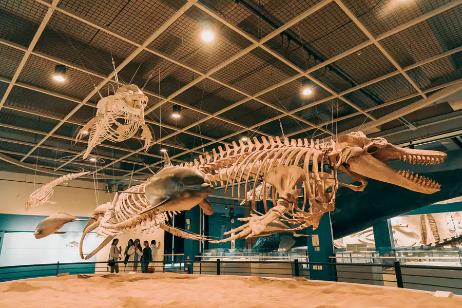 长生浦鲸鱼博物馆