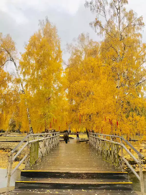 河岸的白桦林与松林交织 河岸的白桦林与松林交织