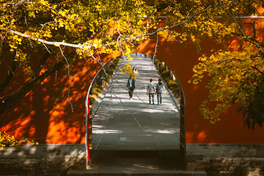 金黄的银杏叶、火红的枫叶铺满神道 金黄的银杏叶、火红的枫叶铺满神道