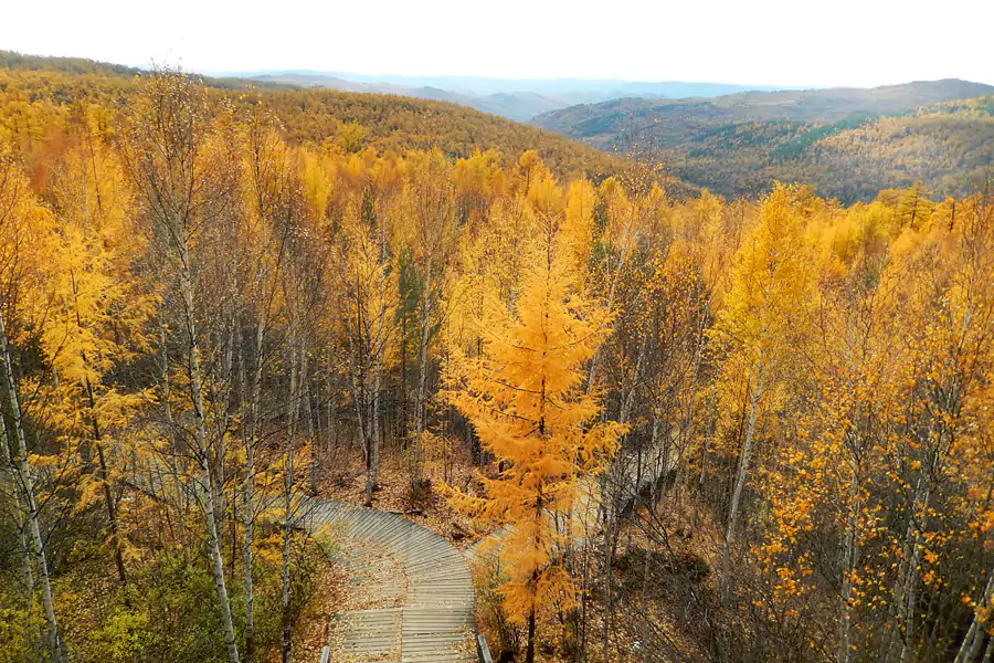 太阳慢慢跌进金色林子里 太阳慢慢跌进金色林子里