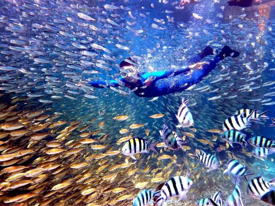 在教练指导下潜入海底，与斑斓的鱼群共舞