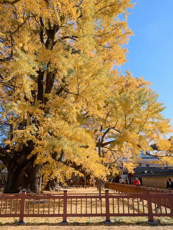 最惊艳的是校园深处的几株古银杏,树龄超百年 最惊艳的是校园深处的几株古银杏,树龄超百年